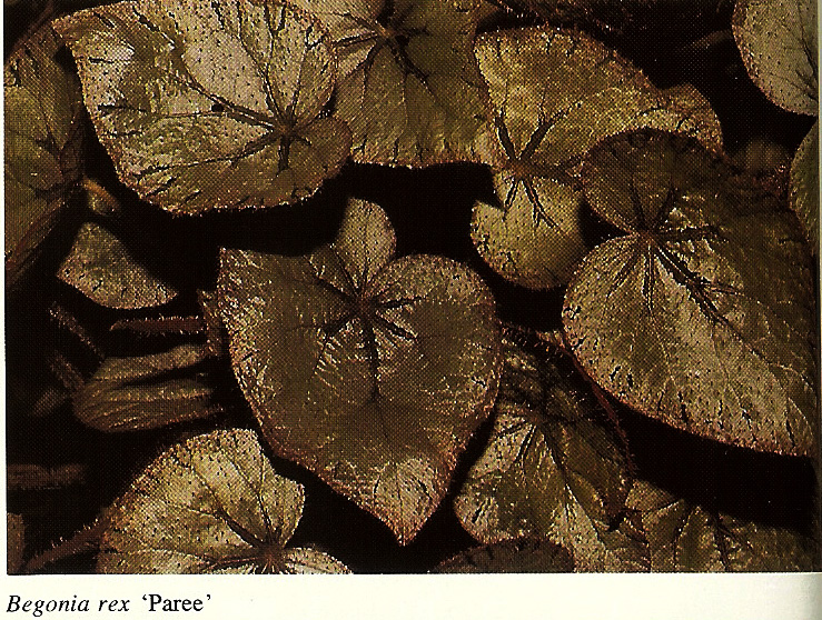 B. ‘Paree’